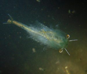 Fairy Shrimp Living in Vernal Pools