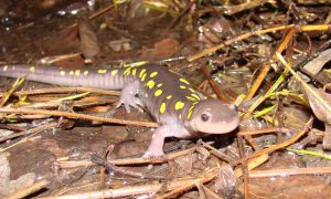 Spotted Salamander Living in Vernal Pools