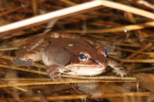 Wood Frog Living in Vernal Pools