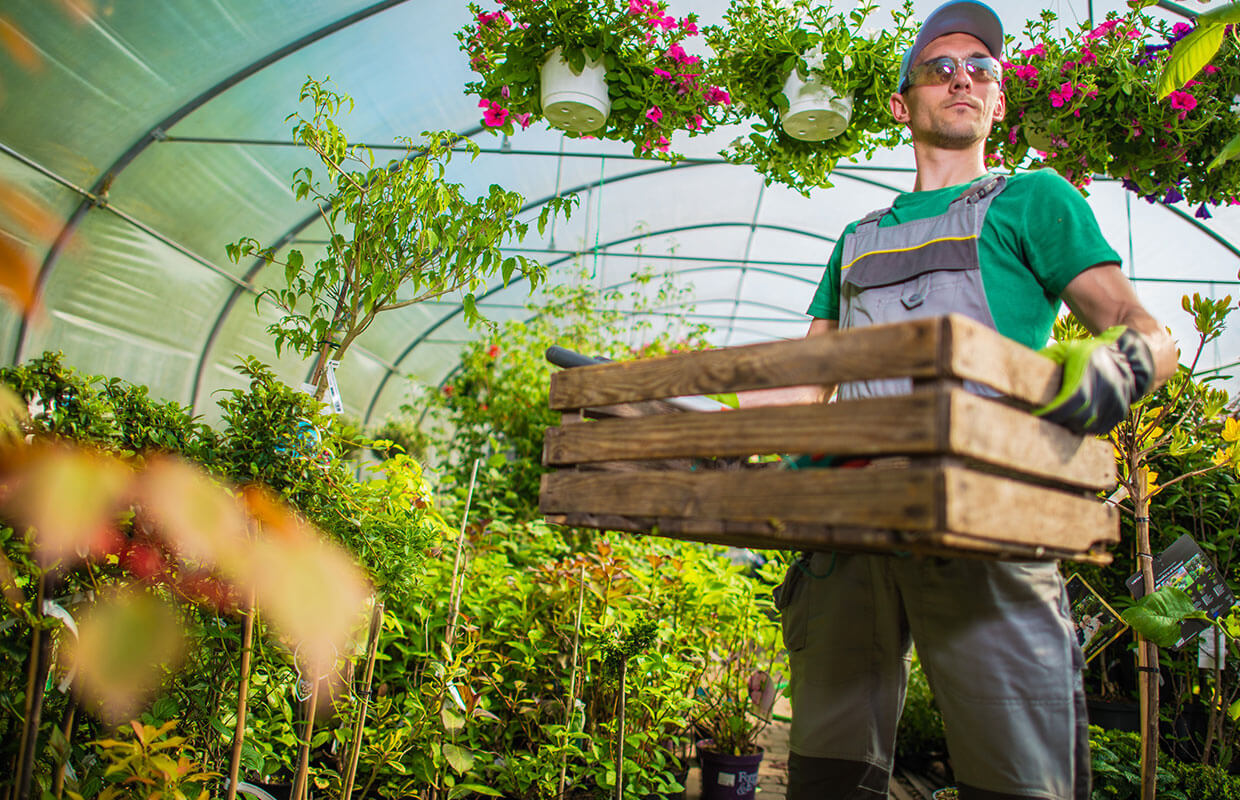 Gardener carrying a wooden box in a greenhouse full of plants