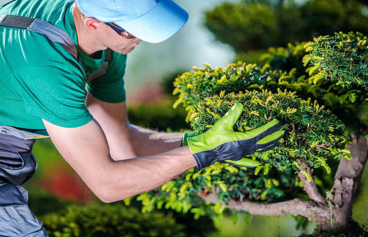 Gardener wearing gloves examining a bonsai tree