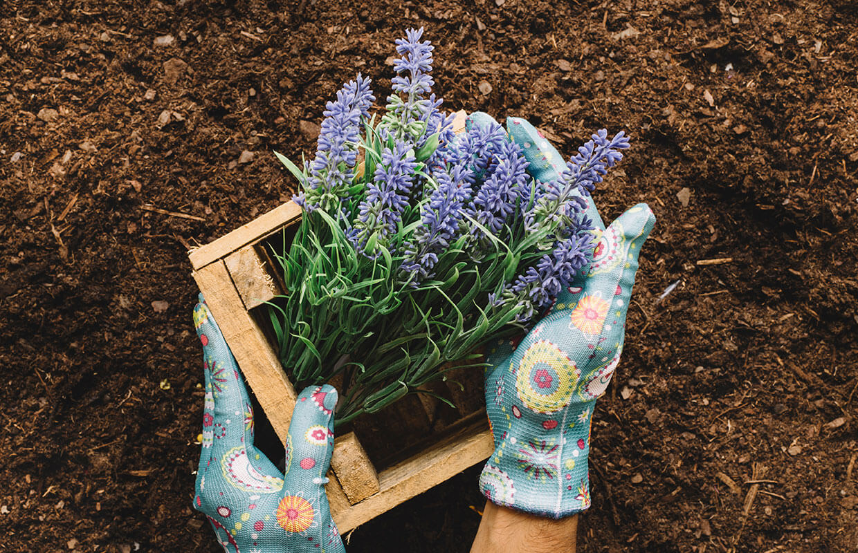 Hands wearing gardening gloves holding lavender in a box above fresh soil
