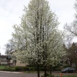 An invasive Callery pear tree in bloom