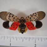 Invasive Spotted Lanternfly