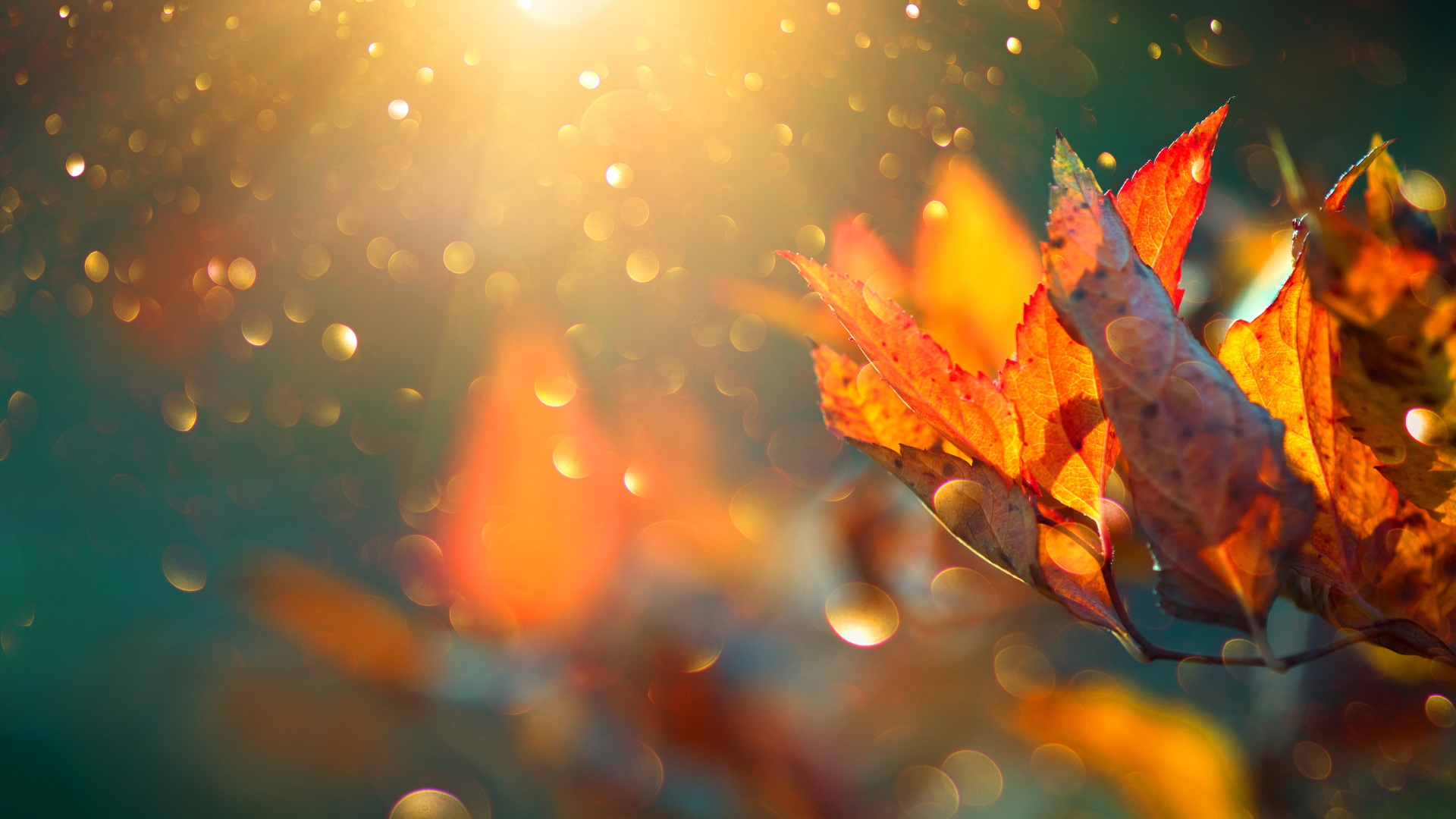 Fall leaves in bright sunlight