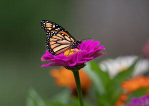 Monarch butterfly on flower
